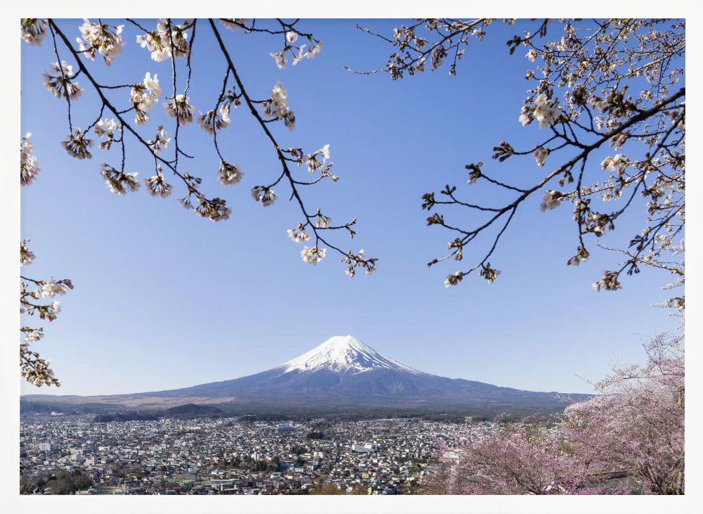 Fantastic view of Mount Fuji with cherry blossoms Poster