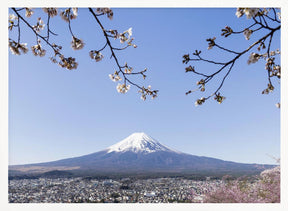 Fantastic panoramic view of Mount Fuji with cherry blossoms Poster