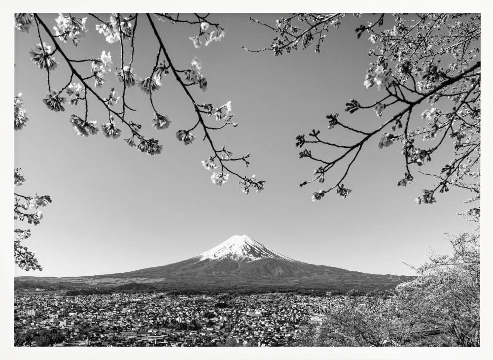 Fantastic view of Mount Fuji with cherry blossoms - monochrome Poster