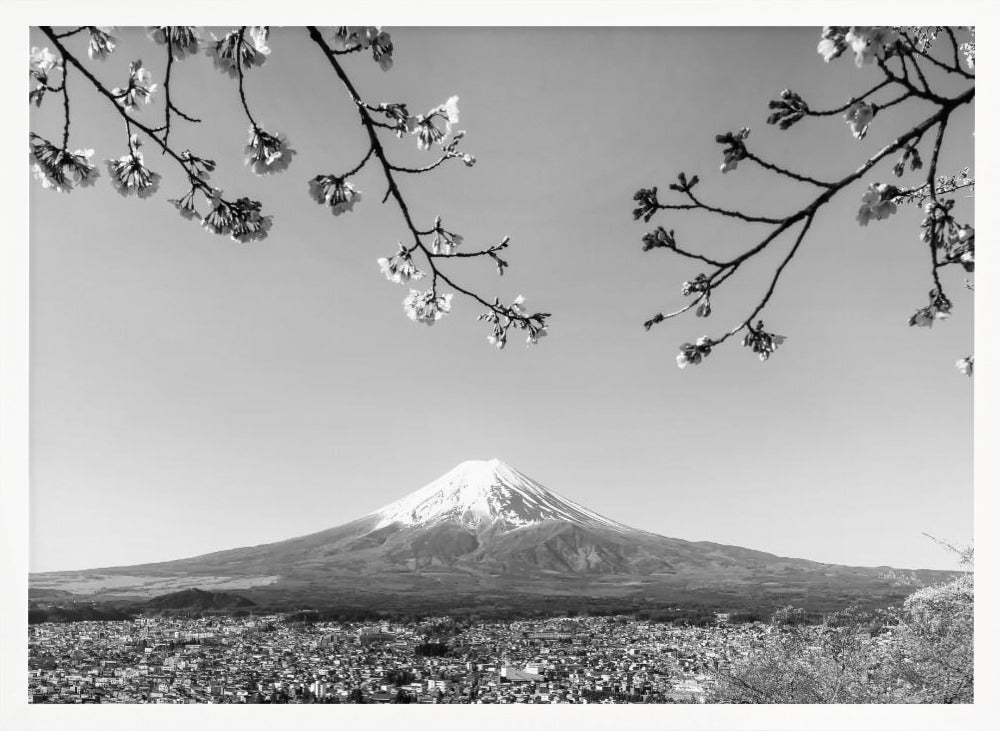 Fantastic panoramic view of Mount Fuji with cherry blossoms - monochrome Poster