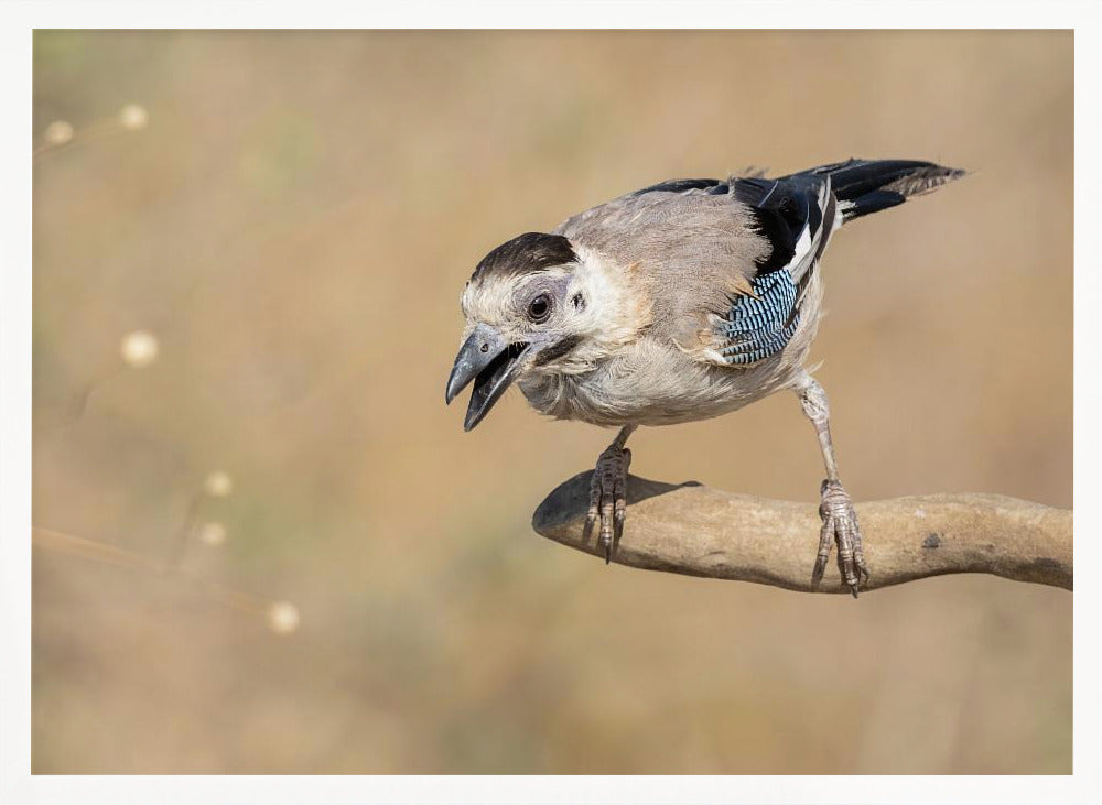 Garrulus glandarius Poster