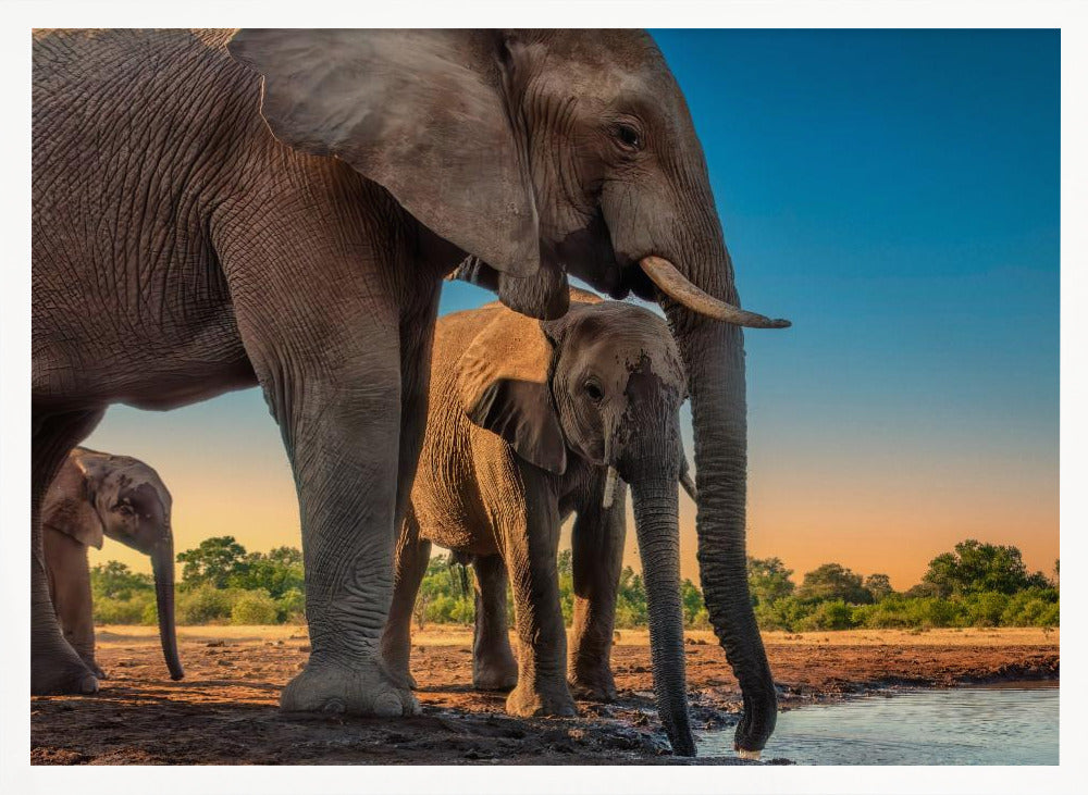 Elephant Family Poster