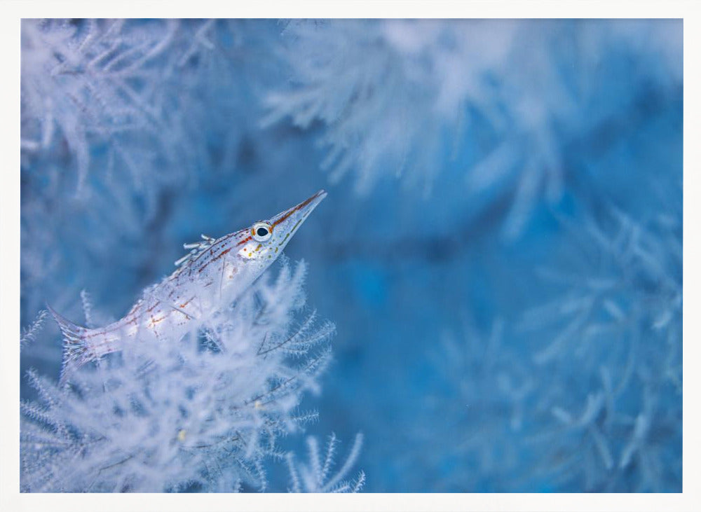 Longnose hawkfish Poster