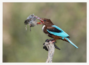 White-throated Kingfisher Poster