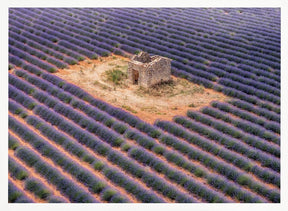 Lavender field from above Poster