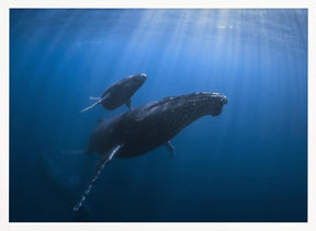 Calf and Mother of the Sea Poster