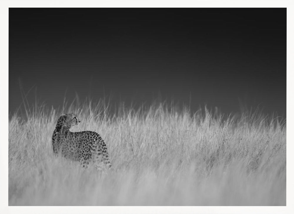 Portrait of a cheetah standing on grassy field Poster