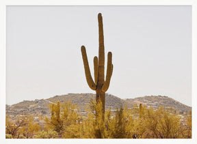 Under the Tucson Sun Poster