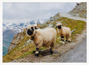 Sheep in the Swiss Alps Poster