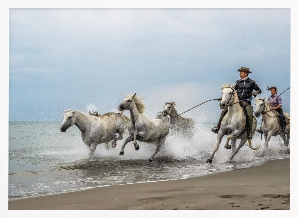 Camargue horses Poster