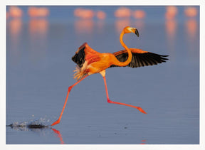 Flamingo Dancing Poster