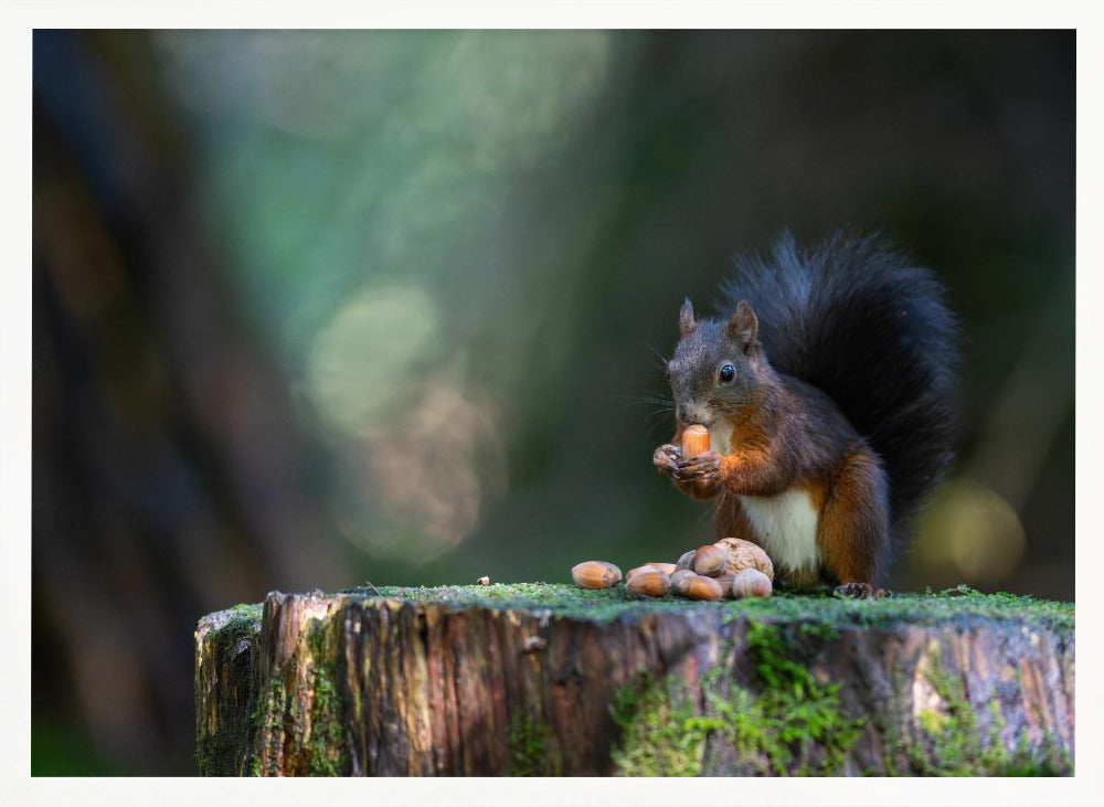 Close-up of squirrel eating food on wood Poster