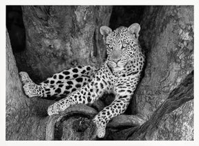 Leopard on A Tree Poster