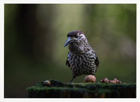 nutcracker on tree stump Poster