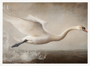 Flying Swan Poster