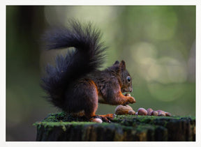 Close-up of squirrel with some nuts Poster