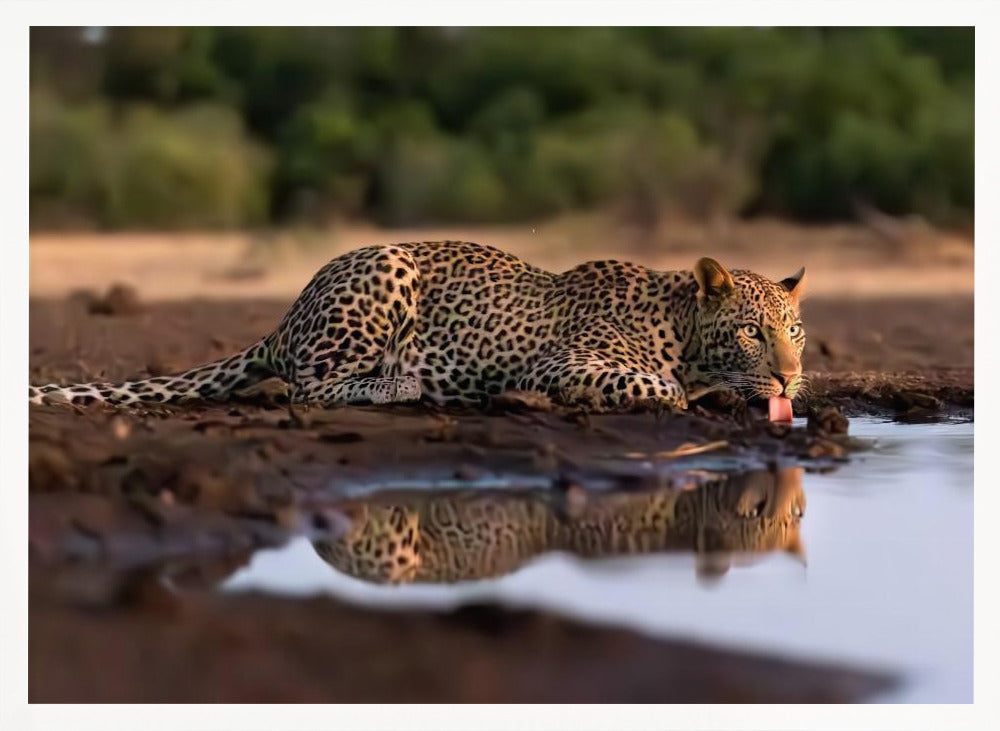 Leopard Drinking Poster