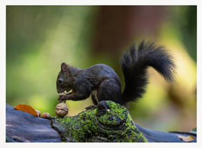 Close-up of brown squirrel eating some nuts Poster