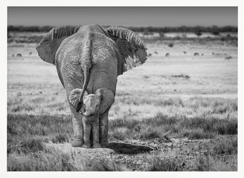 BabyElephant-BW Poster