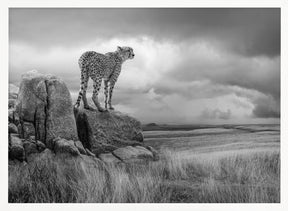 CheetahView-BW Poster