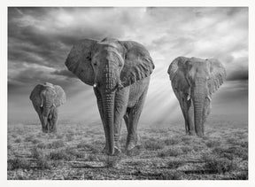 EtoshaElephants-BW Poster