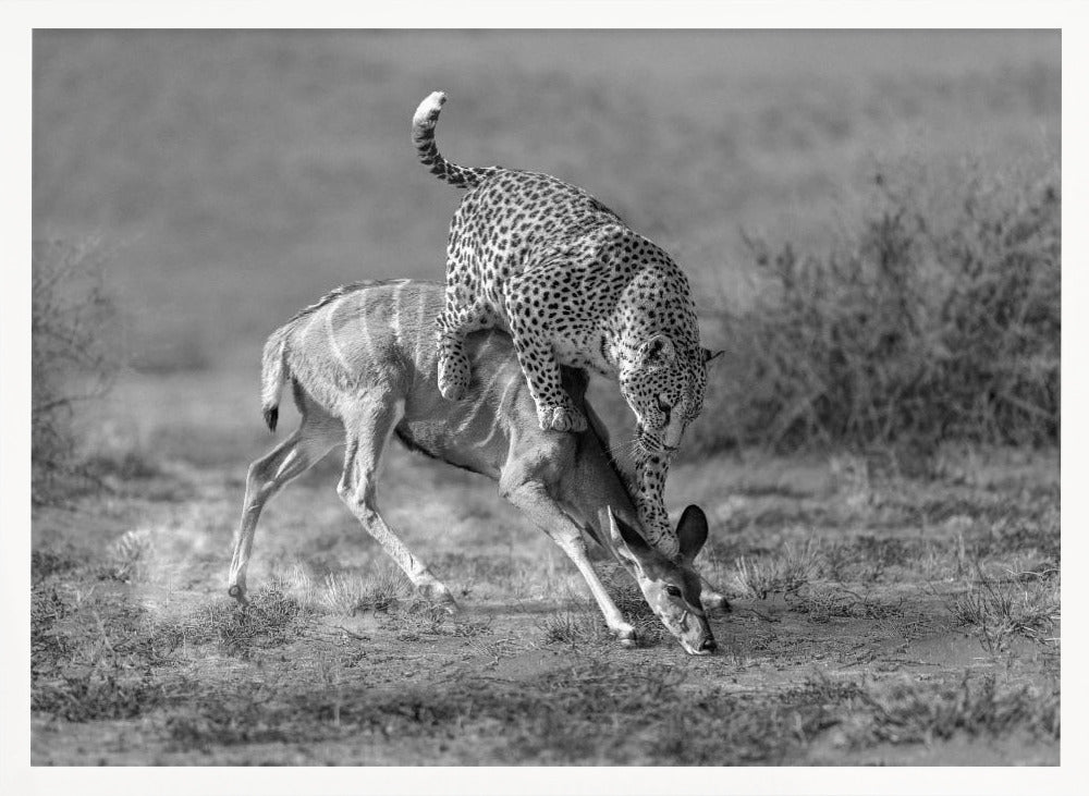 CheetahHunting-BW Poster