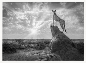 SundownCheetah-BW Poster