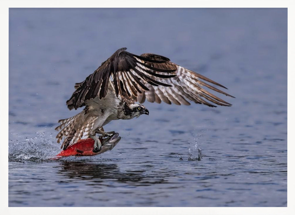 Osprey Chatching Kokanee Salmon Poster