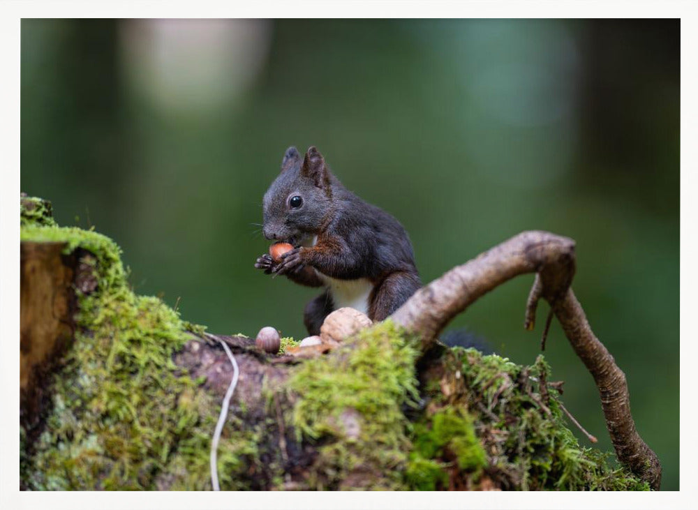 squirrel with some nuts Poster