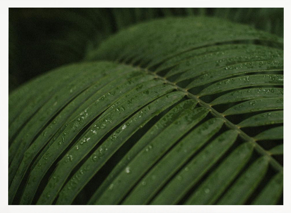 Raindrops in Palm Poster