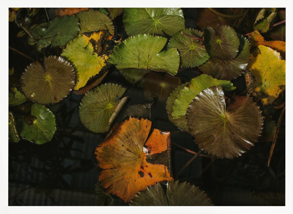 Lily Pads Poster