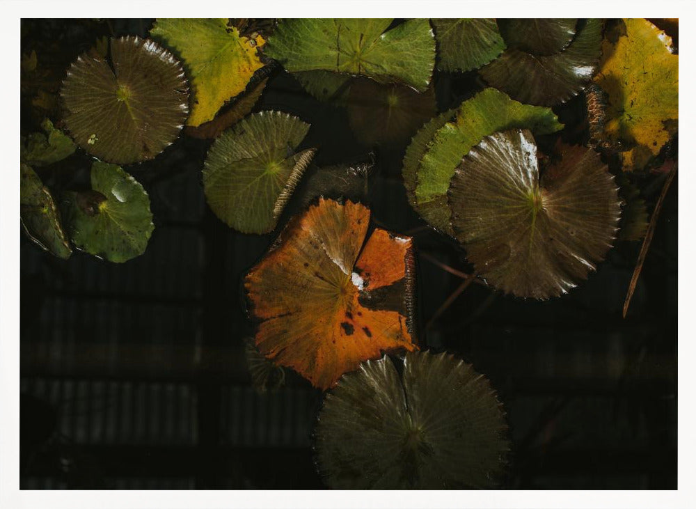 Lily Pads in Water Poster