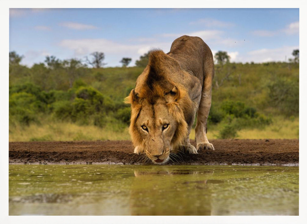 A handsome Male Lion Poster