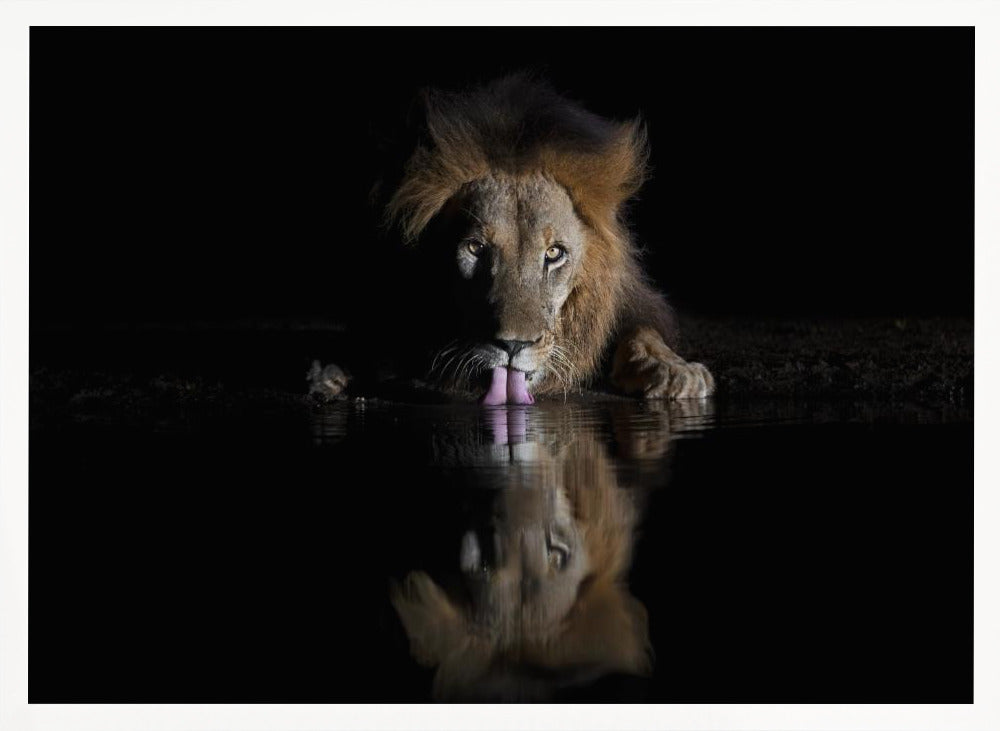 Lion Drinking Poster