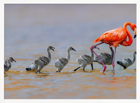 Flamingo Babysitter Poster