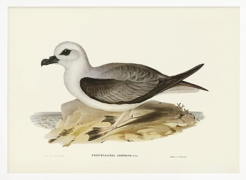 White Headed Petrel Poster