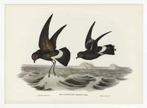 Wilson&#039;s Storm Petrel Poster