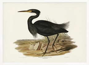 Sombre Egret Poster