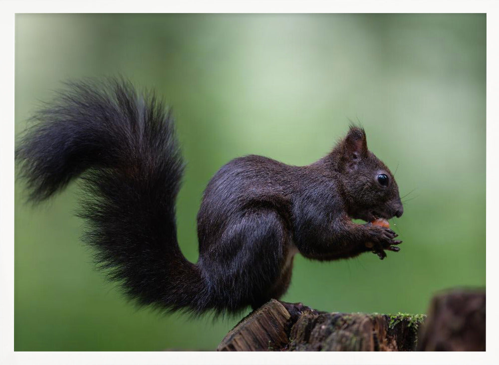 squirrel on wood with perfect pose Poster