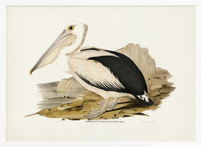 Australian Pelican Poster