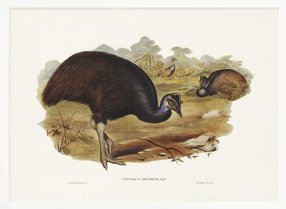 Bennett&#039;s Cassowary Poster