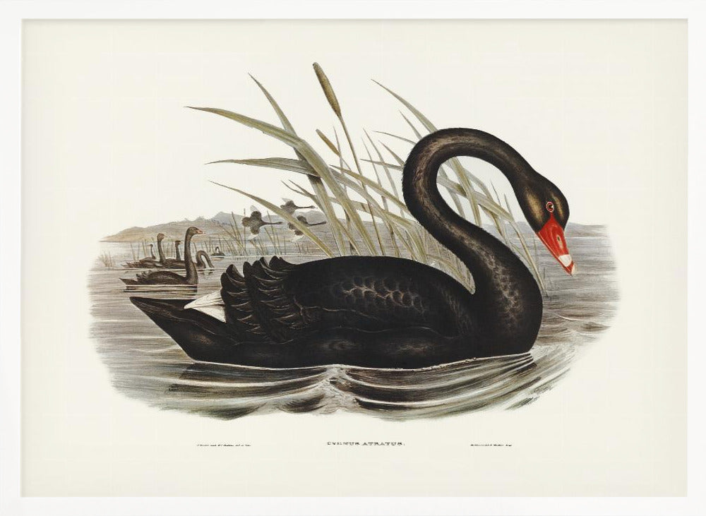 Black Swan Poster