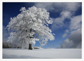 White Windbuche in Black Forest Poster