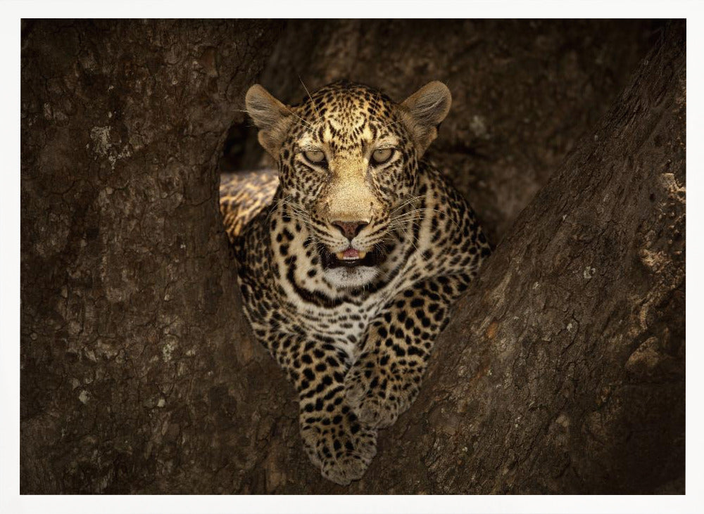 Leopard Resting on a Tree at Masai Mara Poster