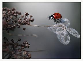 Ladybird on hydrangea. Poster