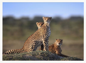 Cheetahs Family Poster