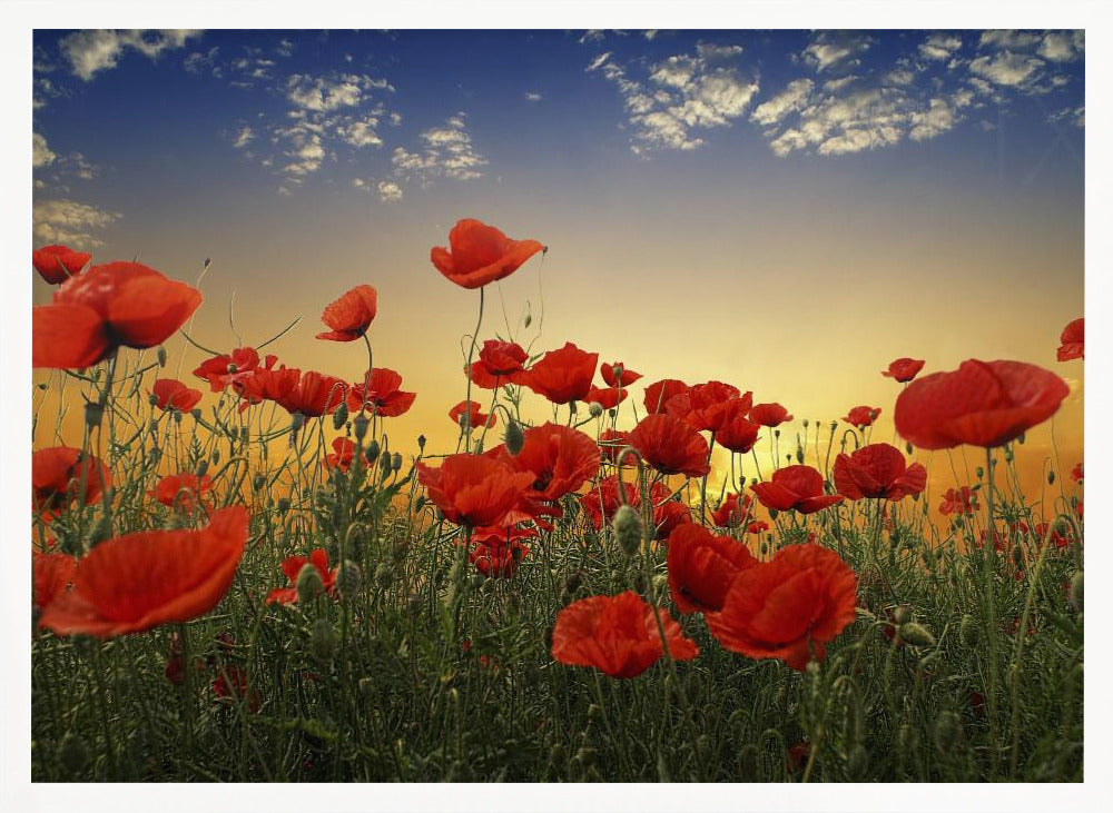 Poppies Poster