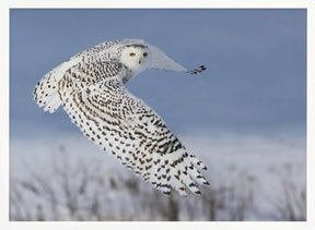 Snowy Owl Poster