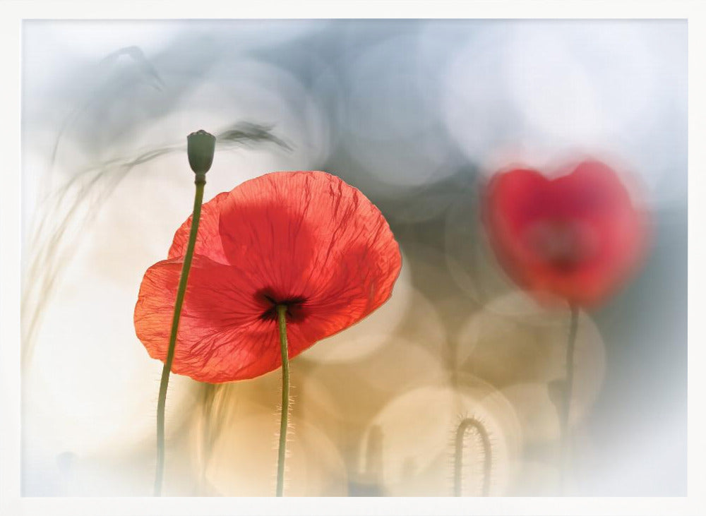 Morning Poppies Poster