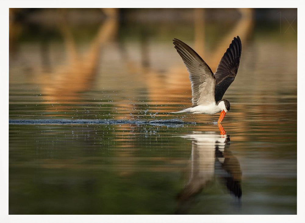 The African Skimmer Poster